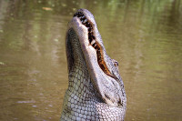 Aligator ubio ženu (69) pa čuvao njeno tijelo