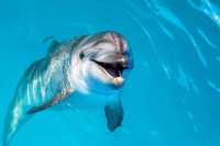 Делфин испред обале Прелука, стручњаци упозоравају да га људи не дирају
