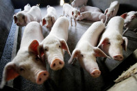 Afrička kuga svinja potvrđena kod divlje svinje na području Gunje