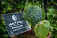 Најотровнија биљка гимпи-гимпи закључана у Алнвик ботаничкој башти