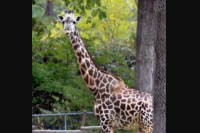 Uginula jedna od najstarijih žirafa