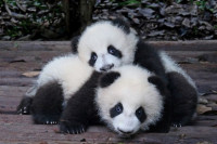 У Јужној Кореји први пут рођени близанци џиновске панде