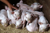 Farmeri traže nadoknadu po tržišnim cijenama