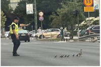 Policajac zaustavio saobraćaj da prođu patka i pačići