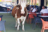 Krava ušetala u baštu kafića, gosti je sa oduševljenjem slikali
