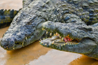 Park krokodila u Dubaiju dom za 250 grabežljivca