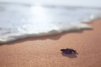 Fantastično putovanje caretta caretta kornjača: Jedinstveni fenomen na turskim plažama