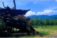 Мјештани се опраштају од светог дрвета: Срушен храст стар више од 400 година