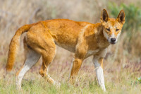 Dvoje turista kažnjeno sa po 1.500 dolara zbog slikanja sa dingoima