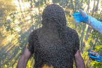 Турски пчелар жели у Гинисову књигу: Прекриће тијело са 65 килограма пчела