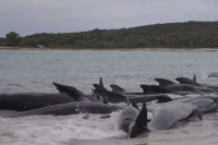 Угинуло више од 50 китова када су се насукали на обали