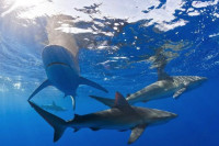 „Њам-њам жута“: Да ли купаћи костими могу да привуку ајкуле?