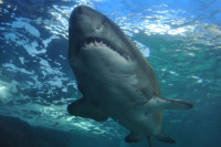 Инструктора роњења у Хрватској ујела бијела ајкула: “Био сам немоћан”