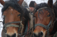 Старац на запреги, Мањача