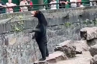 Кинески зоолошки врт одбацује тврдње да су његови медвједи људи у костимима ВИДЕО