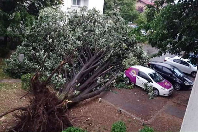 Isčupano drvo iz korijena u naselju Borik