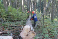 Утањила производња шумских сортимената: Кише и пад потражње узели данак
