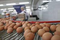 У европске погоне отишло 10 милиона јаја из БиХ