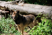 Истраживање: Пси из Чернобила сада су генетски другачији од осталих у свијету