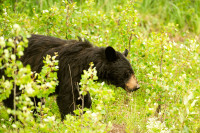 Medvjed provalnik uhvaćen u Kaliforniji poslije više od godinu dana