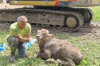 Poslije skoro nedjelju dana tele spaseno iz blata u Sloveniji