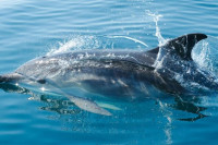 Код Шолте пронађен угинули делфин са двије прострелне ране