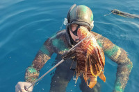 У Јадрану присутна риба ватрењача с отровним бодљама