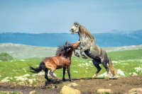 Automobilom usmrtio divljeg konja na prevoju Borova glava