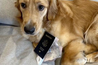 Пас уништио пасош младожење неколико дана пред вjенчање