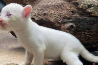 U Nikaragvi rođena albino puma, jedna od četiri na svijetu