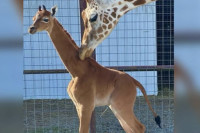 У САД рођена жирафа без пјега, вјероватно једина таква на свијету