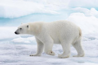 Sjeverni pol - dom polarnih medvjeda koji nestaje otapanjem