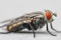 Da li ste znali da uz pomoć obične čaše možete otjerati dosadne muhe?