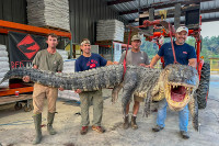 У Мисисипију ухваћен и убијен до сада највећи алигатор