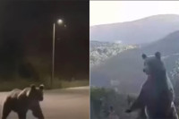 Medvjedi šetaju ulicama Kupresa (VIDEO)