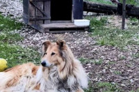 Побољшани услови за напуштене псе у азилу на Мањачи