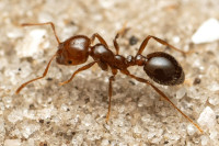У Европу стигла једна од најгорих инвазивних врста	мрава, због повољне климе шириће се континентом