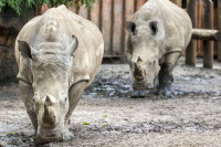 Austrija: Jedan čuvar zoološkog vrta poginuo, drugi povređen u napadu nosoroga