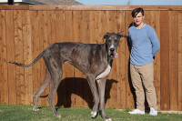 Uginuo Zevs, zvanično najviši pas na svijetu