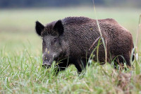 У Приједору регистрован један случај афричке куге свиња код дивље свиње