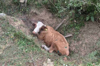 Бањалучки ватрогасци спасили краву из провалије