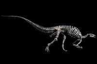 У Паризу на аукцији се продаје ријетки диносаур, очекује се цијена већа од милион евра