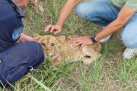 Шок на путу: Код Суботице пронађен мали лав