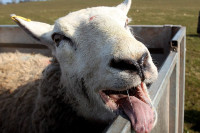 Овце упале у стакленик и појеле 300 килограма марихуане