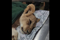 Mala lavica u Zoološkom vrtu Palić u kritičnom stanju