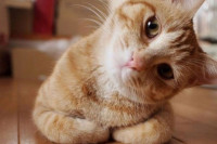Власница прождрљивог мачка моли комшије да га не хране: Прави се да умире од глади