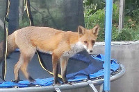 Lisica na Paprikovcu otkrila čari trampoline