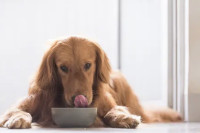 Veterinari upozoravaju: Ove namirnice su otrovne za pse, jedna može dovesti do zastoja bubrega
