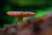 Naučnici tek treba da identifikuju više od dva miliona vrsta gljiva