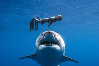 Зашто ајкуле нападају људе?